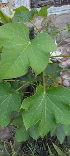 Jatropha curcas observed 2026-10-10