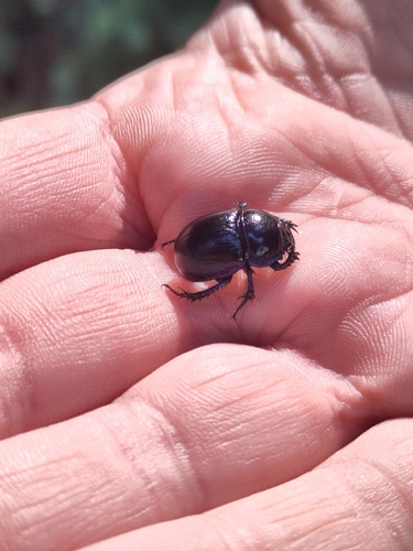 Woodland Dor Beetle