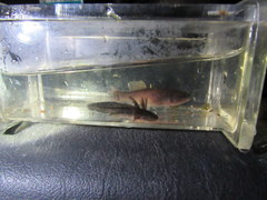 Ambystoma talpoideum