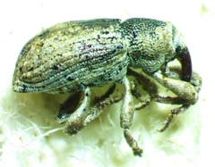 Brachycerinae