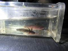 Ambystoma talpoideum
