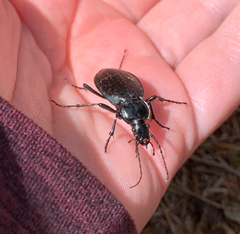 Carabus goryi