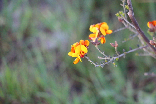 Oxylobium oxylobioides, 2026-09-01