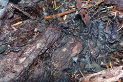 Batrachoseps wrighti