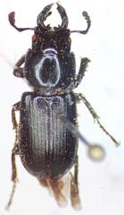 Platycerus oregonensis