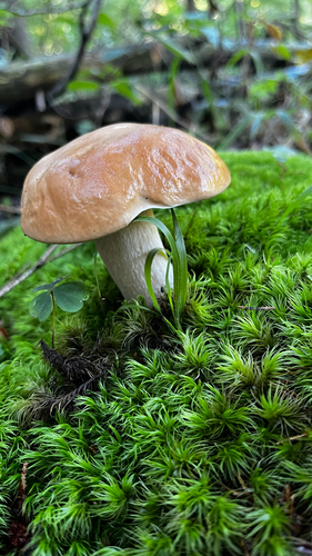 King Bolete