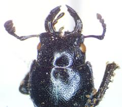 Platycerus oregonensis