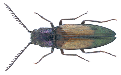 copper click beetle
