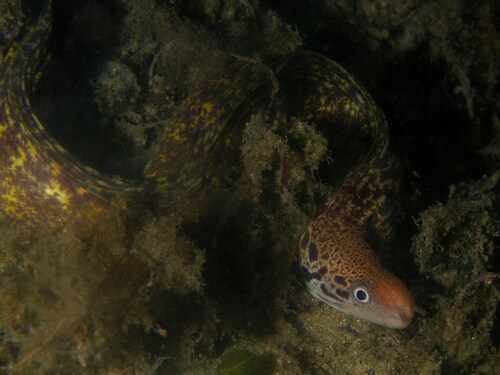 Gymnothorax cribroris observed 2026-10-09