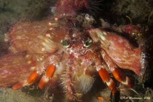 Dardanus pedunculatus observed 2026-10-09