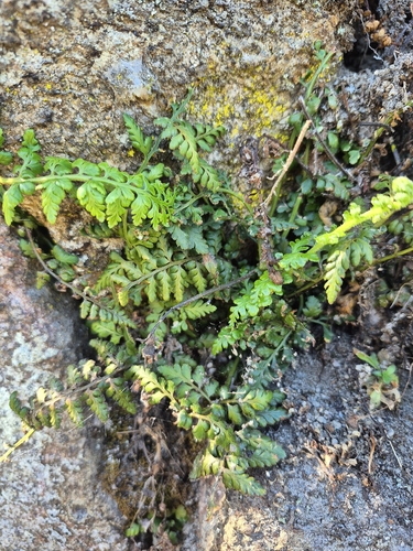 Asplenium obovatum, 2026-10-10