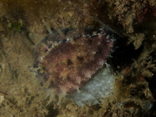 Cypraea subviridis observed 2026-10-09