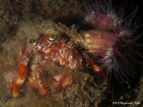 Dardanus pedunculatus observed 2026-10-09