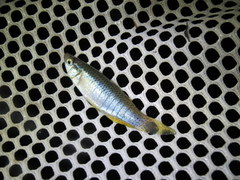 Fundulus dispar