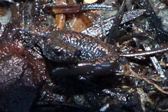 Batrachoseps wrighti