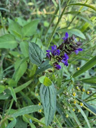 common selfheal