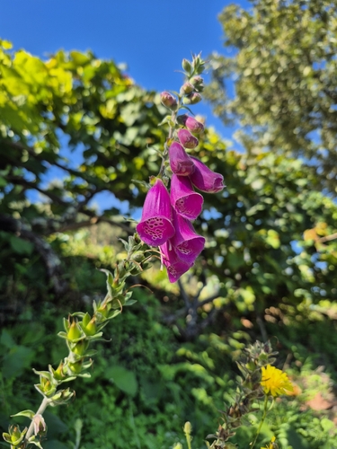 purple foxglove