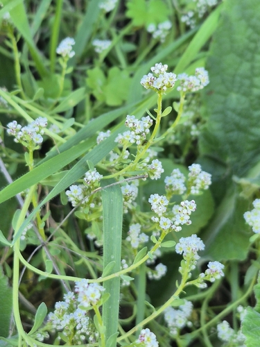 Strapwort