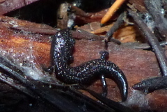 Batrachoseps wrighti