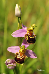 Ophrys apifera