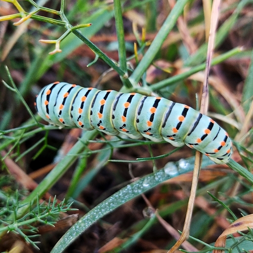 Old World Swallowtail
