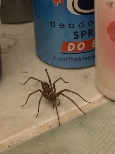 Giant House Spider