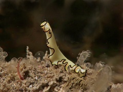 Eurylepta