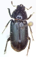 Platycerus oregonensis