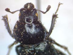 Platycerus oregonensis