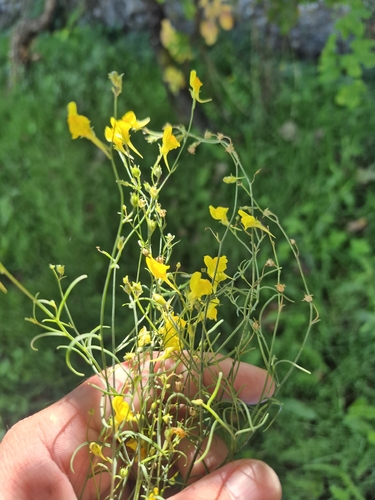 Ballast Toadflax