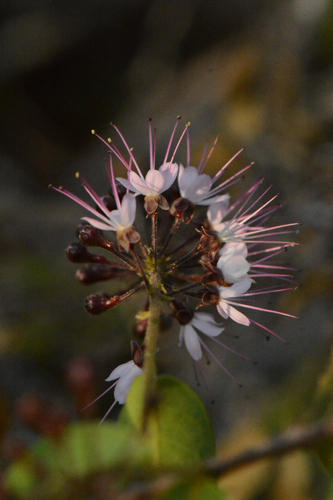 Hirtella racemosa observed 2026-10-08