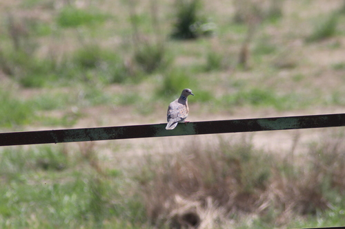 iNaturalist image