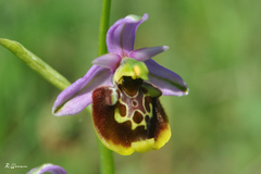 Ophrys fuciflora