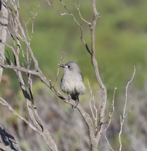 Gray Shrikethrush