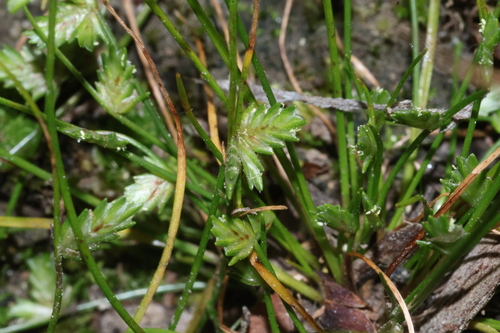 Isolepis levynsiana observed 2026-10-10