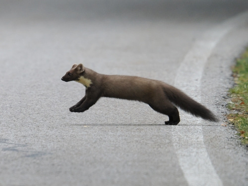 Eurasian Pine Marten
