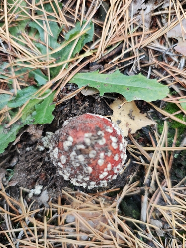Fly Agaric