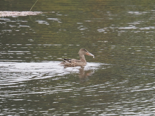Northern Shoveler