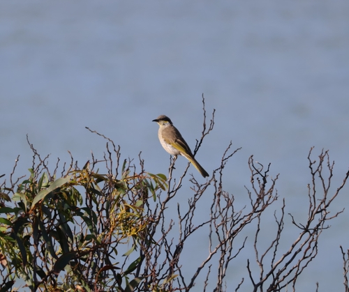 Singing Honeyeater