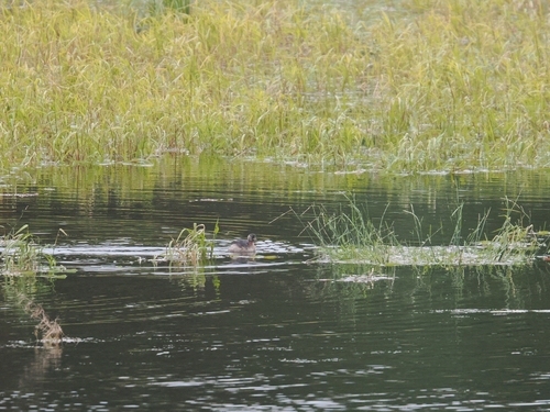 Little Grebe