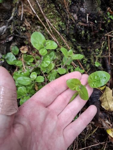 Epilobium pubens observed 2026-10-10