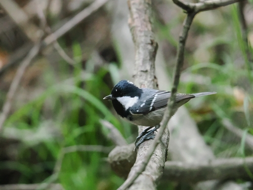 Coal Tit