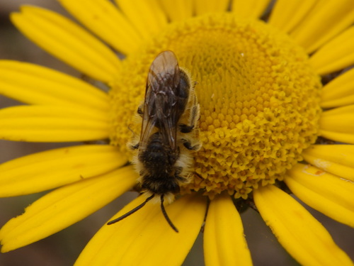 Andrena ranunculi