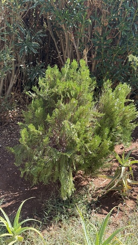 Chinese arborvitae