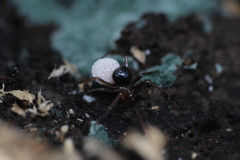 Nesticidae