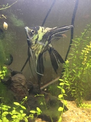 Pterophyllum scalare