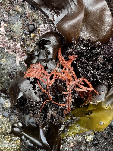 Neoptilota californica, 2026-10-09