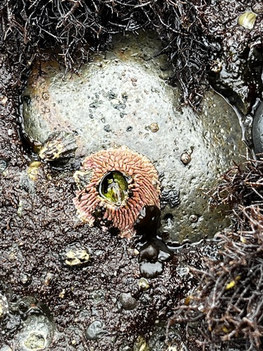 Tetraclita observed 2026-10-09