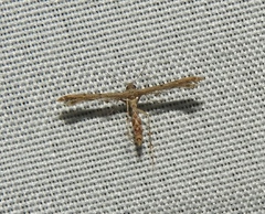 Michaelophorus indentatus