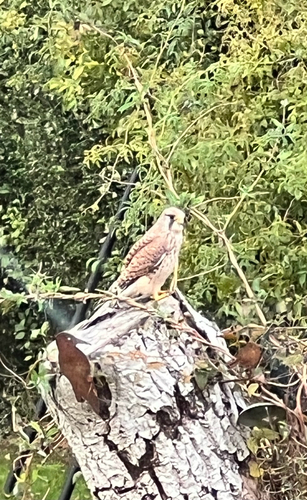 Eurasian Kestrel